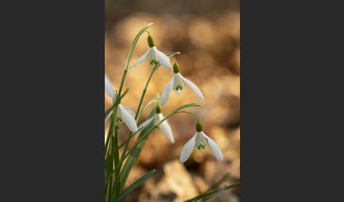 Kleines Schneeglöckchen (Galanthus nivalis)