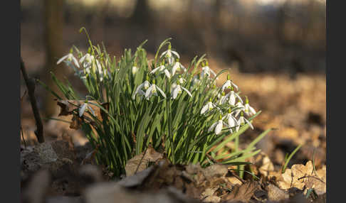 Kleines Schneeglöckchen (Galanthus nivalis)