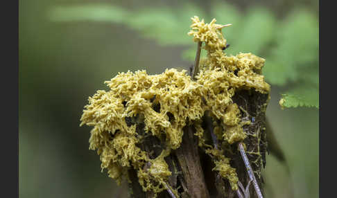 Gelbe Lohblüte (Fuligo septica)