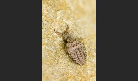 Geflecktflüglige Ameisenjungfer (Euroleon nostras)