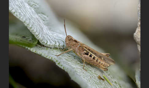 Nachtigall-Grashüpfer (Chorthippus biguttulus)