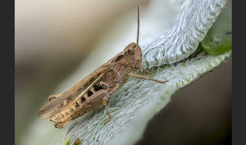 Nachtigall-Grashüpfer (Chorthippus biguttulus)