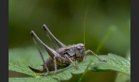 Gewöhnliche Strauchschrecke (Pholidoptera griseoaptera)