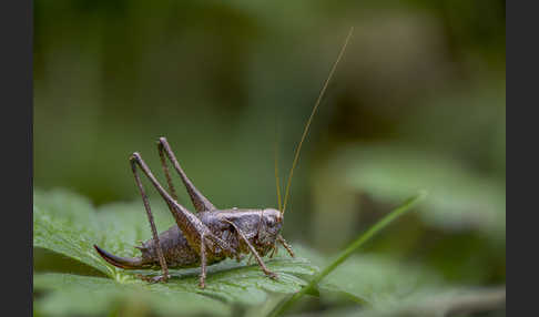 Gewöhnliche Strauchschrecke (Pholidoptera griseoaptera)