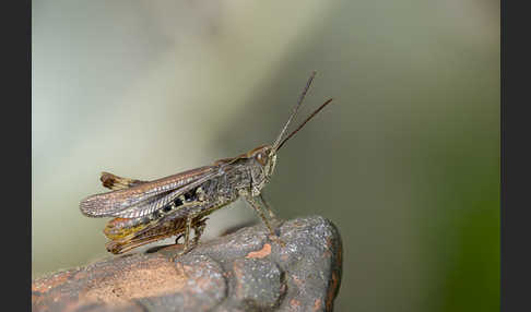 Nachtigall-Grashüpfer (Chorthippus biguttulus)