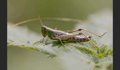 Gemeiner Grashüpfer (Chorthippus parallelus)