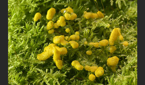 Gelber Eierschleimpilz (Physarum virescens)