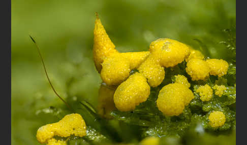 Gelber Eierschleimpilz (Physarum virescens)