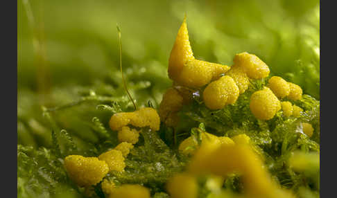 Gelber Eierschleimpilz (Physarum virescens)