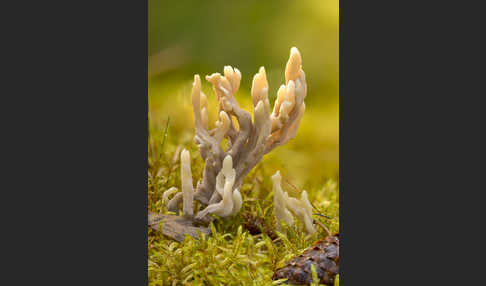 Graue Koralle (Clavulina cinerea)