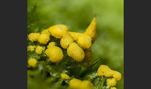 Gelber Eierschleimpilz (Physarum virescens)