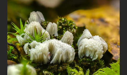 Fadenstäubling spec. (Stemonitis spec.)