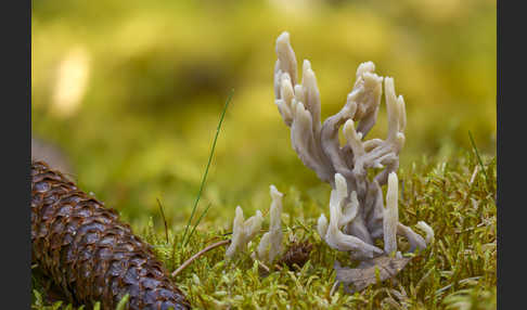 Graue Koralle (Clavulina cinerea)