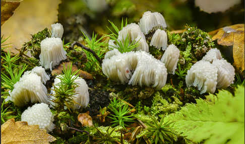 Fadenstäubling spec. (Stemonitis spec.)