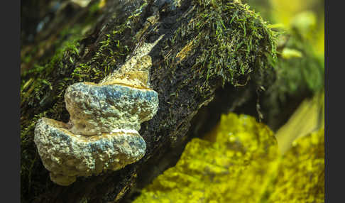 Krustenkugelpilz spec (Trichoderma deliquescens)