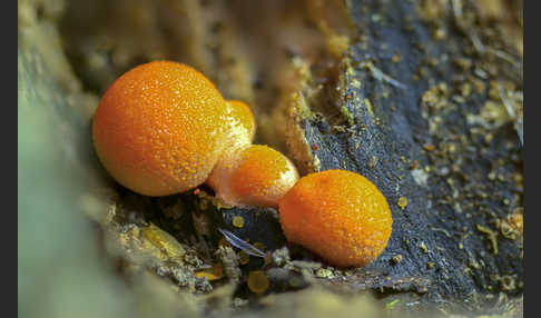 Blutmilchpilz (Lycogala epidendrum)