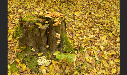 Grünblättriger Schwefelkopf (Hypholoma fasciculare)