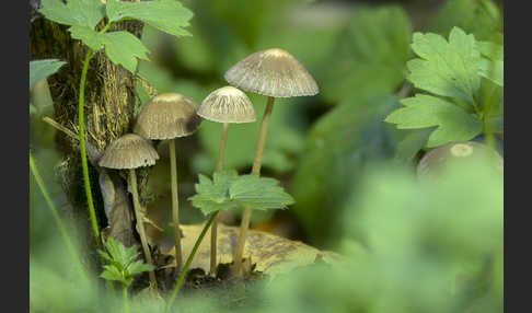 Weißschneidiger Faserling (Psathyrella bifrons)