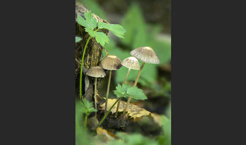 Weißschneidiger Faserling (Psathyrella bifrons)