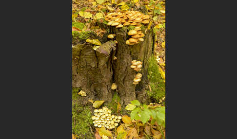 Grünblättriger Schwefelkopf (Hypholoma fasciculare)