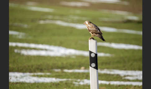 Mäusebussard (Buteo buteo)