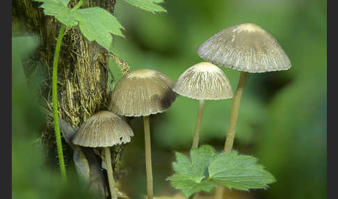 Weißschneidiger Faserling (Psathyrella bifrons)