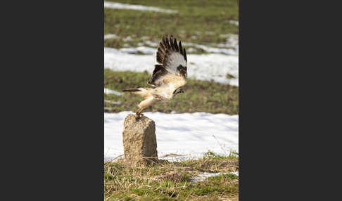 Mäusebussard (Buteo buteo)