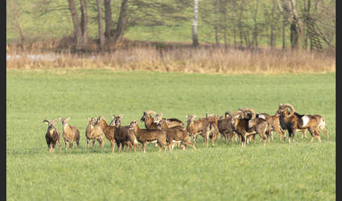 Muffelwild (Ovis ammon musimon)