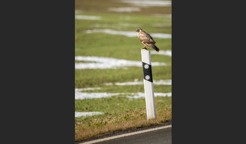 Mäusebussard (Buteo buteo)