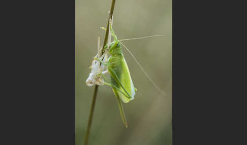 Zwitscher-Heupferd (Tettigonia cantans)