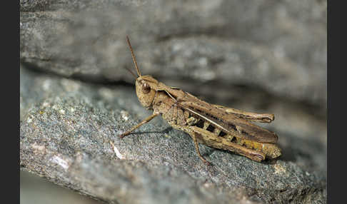 Brauner Grashüpfer (Chorthippus brunneus)