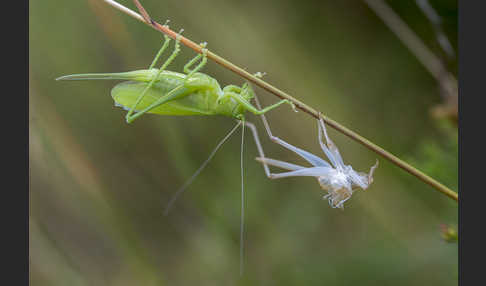 Zwitscher-Heupferd (Tettigonia cantans)