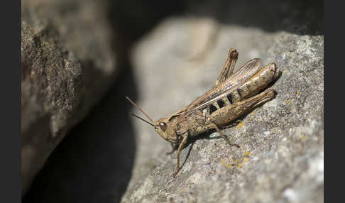 Brauner Grashüpfer (Chorthippus brunneus)