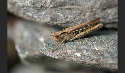 Brauner Grashüpfer (Chorthippus brunneus)