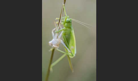 Zwitscher-Heupferd (Tettigonia cantans)