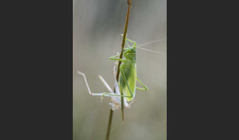 Zwitscher-Heupferd (Tettigonia cantans)