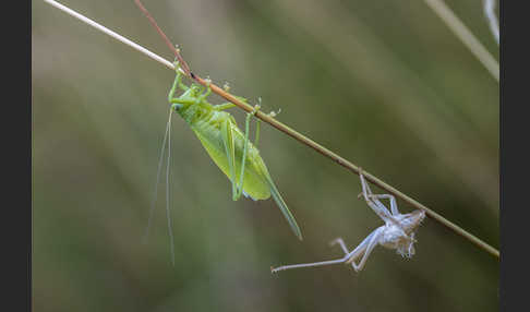 Zwitscher-Heupferd (Tettigonia cantans)