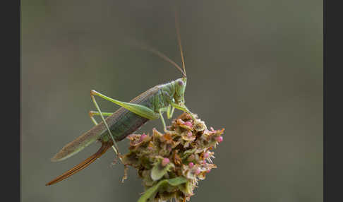 Langflügelige Schwertschrecke (Conocephalus fuscus)