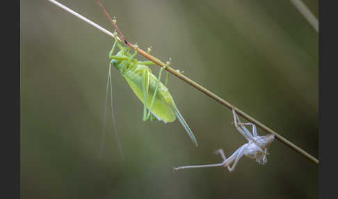 Zwitscher-Heupferd (Tettigonia cantans)