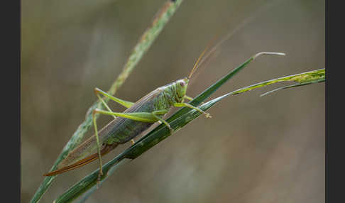 Langflügelige Schwertschrecke (Conocephalus fuscus)