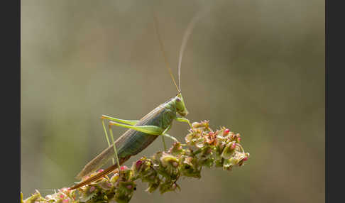 Langflügelige Schwertschrecke (Conocephalus fuscus)