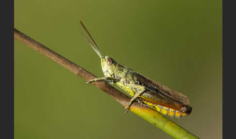 Wiesen-Grashüpfer (Chorthippus dorsatus)