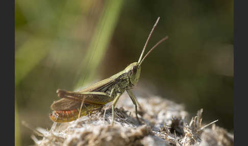 Wiesen-Grashüpfer (Chorthippus dorsatus)