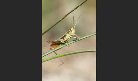 Wiesen-Grashüpfer (Chorthippus dorsatus)