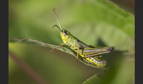 Gemeiner Grashüpfer (Chorthippus parallelus)