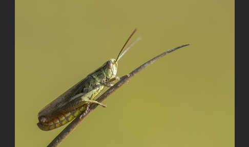 Wiesen-Grashüpfer (Chorthippus dorsatus)