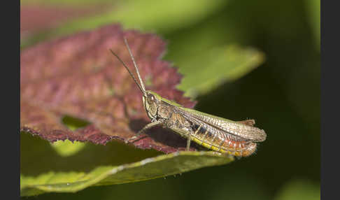 Wiesen-Grashüpfer (Chorthippus dorsatus)