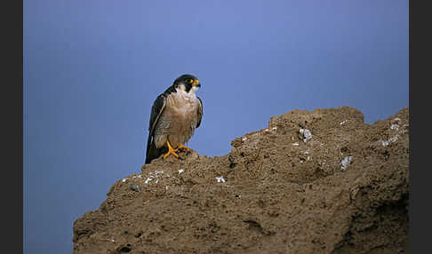 Wanderfalke (Falco peregrinus)