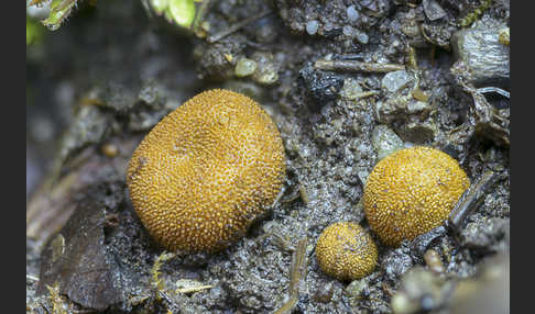 Stachelige Hirschtrüffel (Elaphomyces muricatus)