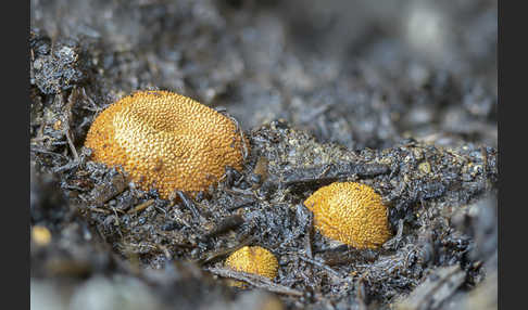 Stachelige Hirschtrüffel (Elaphomyces muricatus)